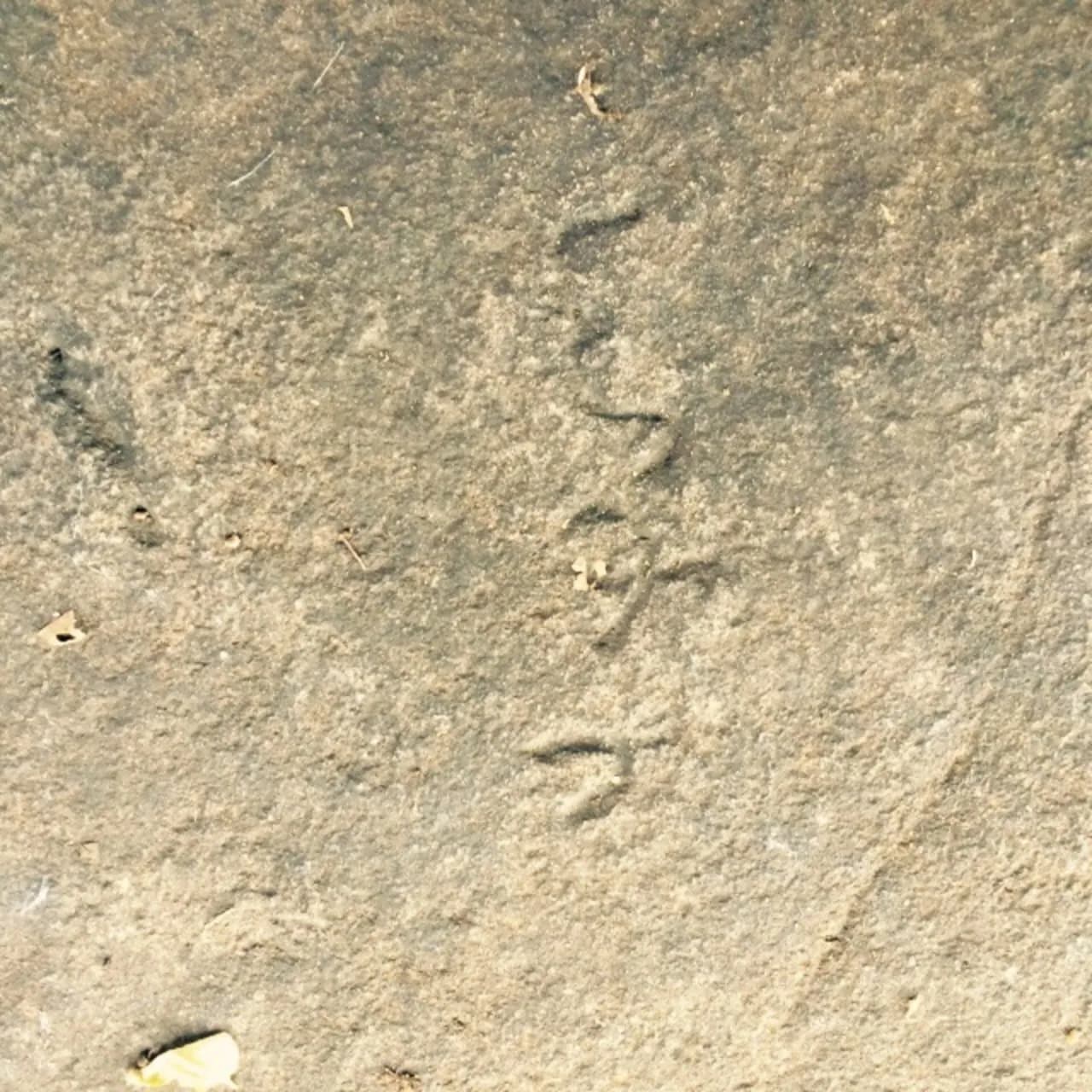 Poonjeri